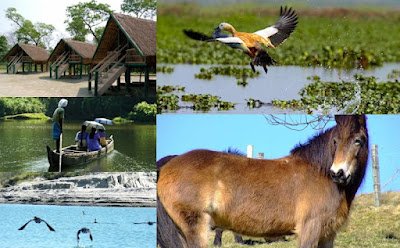 National Parks in Assam 2021 for Assam TET 2021 - অসমৰ ৰাষ্ট্ৰীয় উদ্যান সমূহৰ বিষয়ে