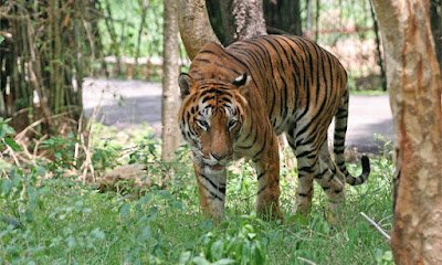 National Parks in Assam 2021 for Assam TET 2021 - অসমৰ ৰাষ্ট্ৰীয় উদ্যান সমূহৰ বিষয়ে